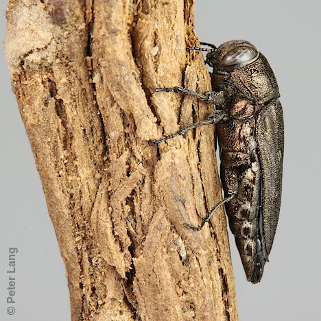 Chrysobothris sp. Bidentate pronotum, PL5690I, female, on Westringia rigida (PJL 3621) root, cut from gall 1 Mar 2023, EP, 8.9 × 3.9 mm